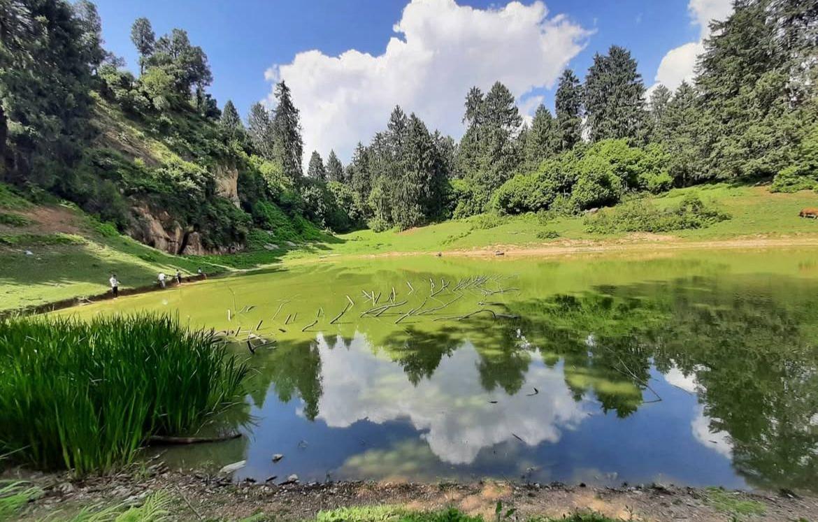 Quiet emerald forest pond with reed grass and cloud reflections in Saal Valley deodar grove, Chamba
