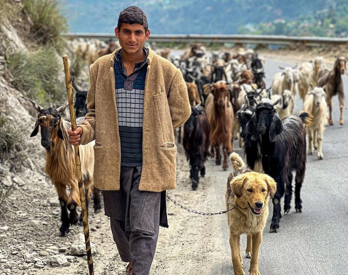 Young Gaddi shepherd boy with his herd of goats and golden dog on a Chamba mountain road
