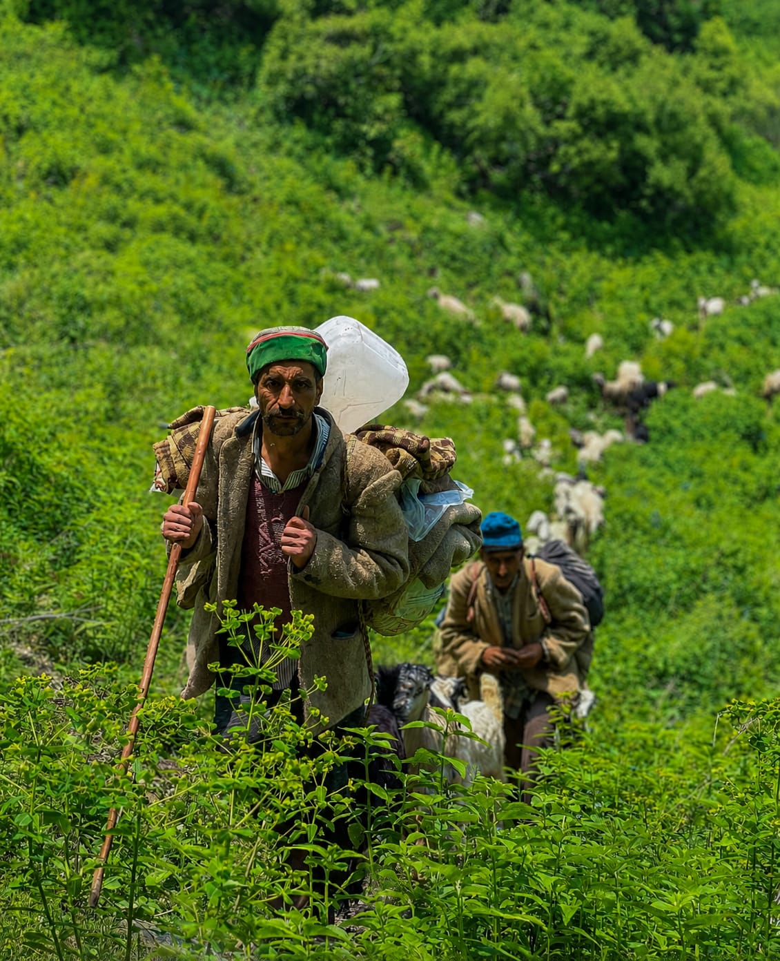 Two Gaddi shepherds climbing a steep green slope with their flock during summer migration in Saal Valley, Chamba