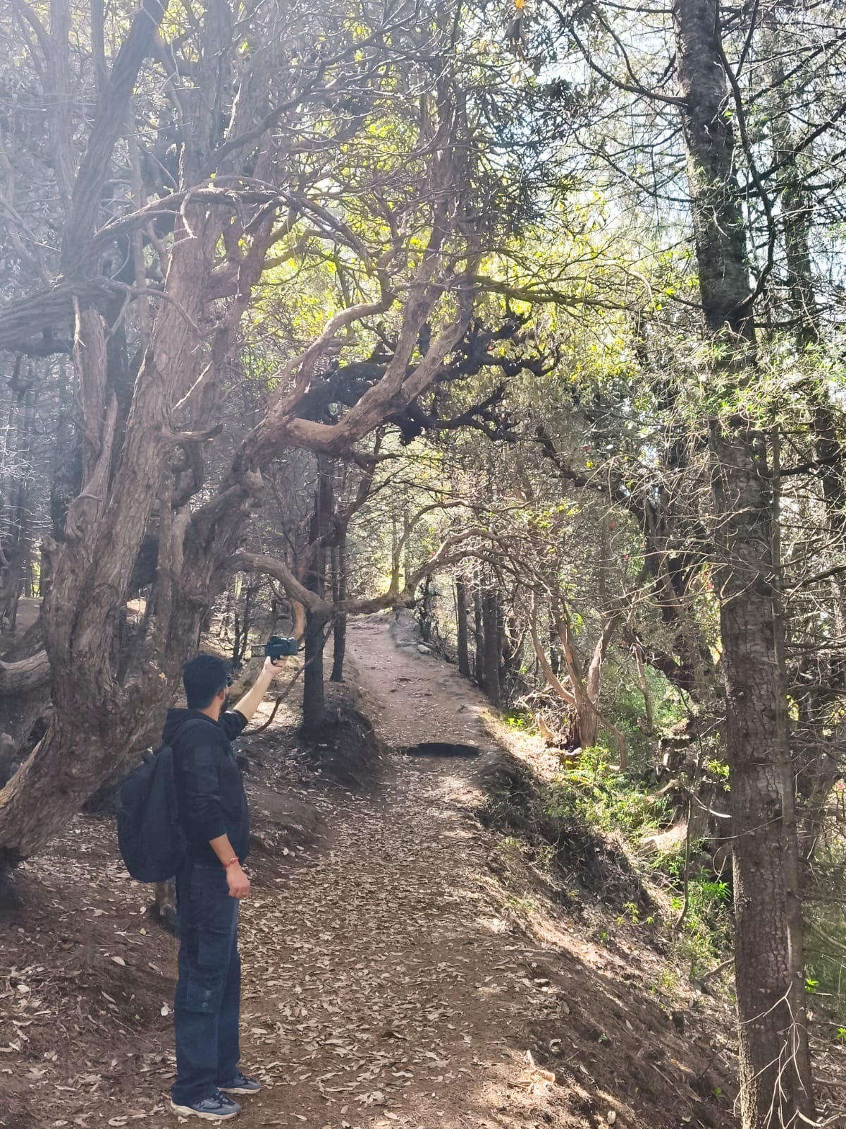 Ancient deodar and oak trail through Dwat Mahadev reserve forest above Borkha