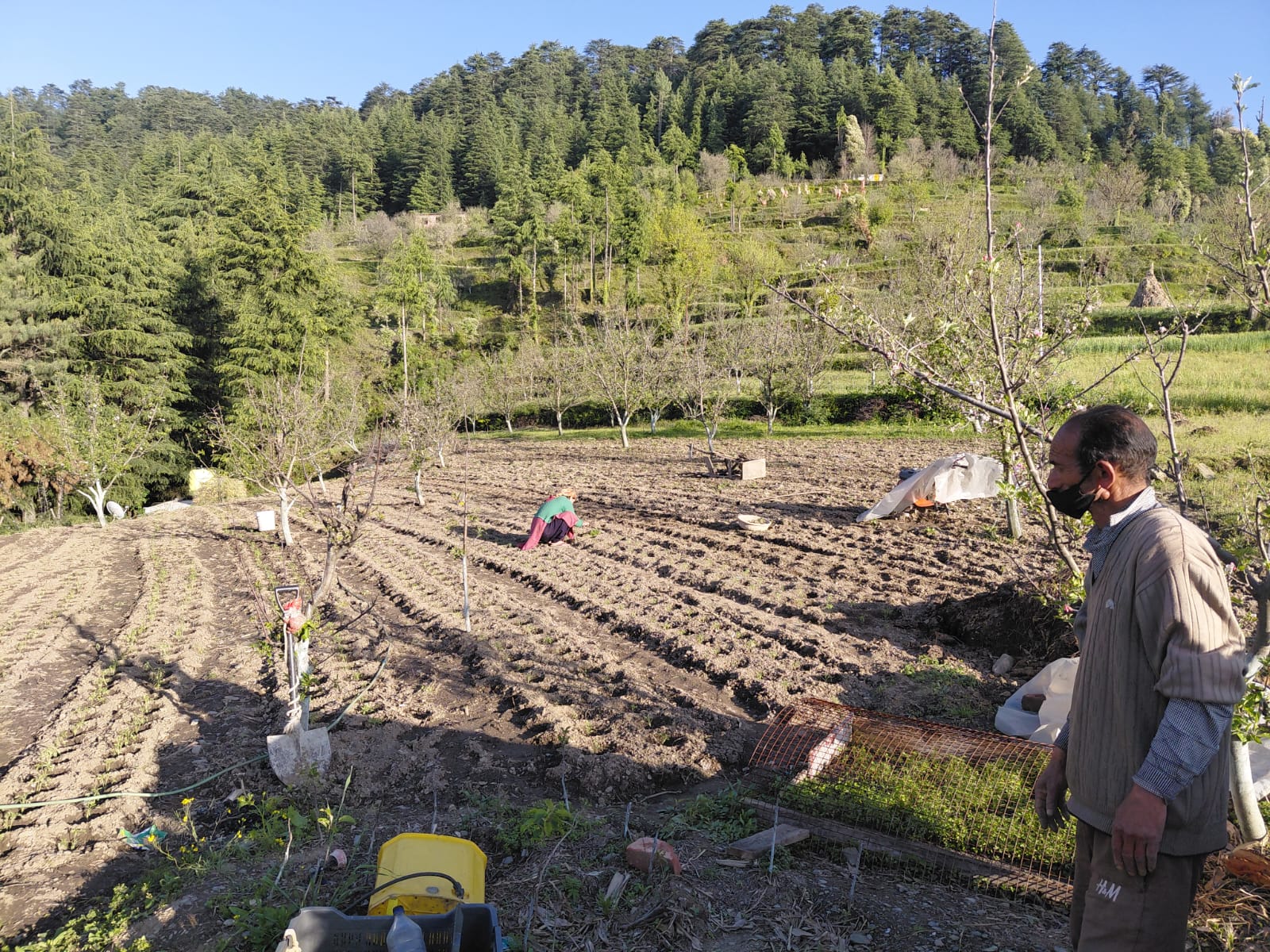 Heirloom natural farming on terraced fields — Dwat Mahadev Valley, Chamba Himalayas