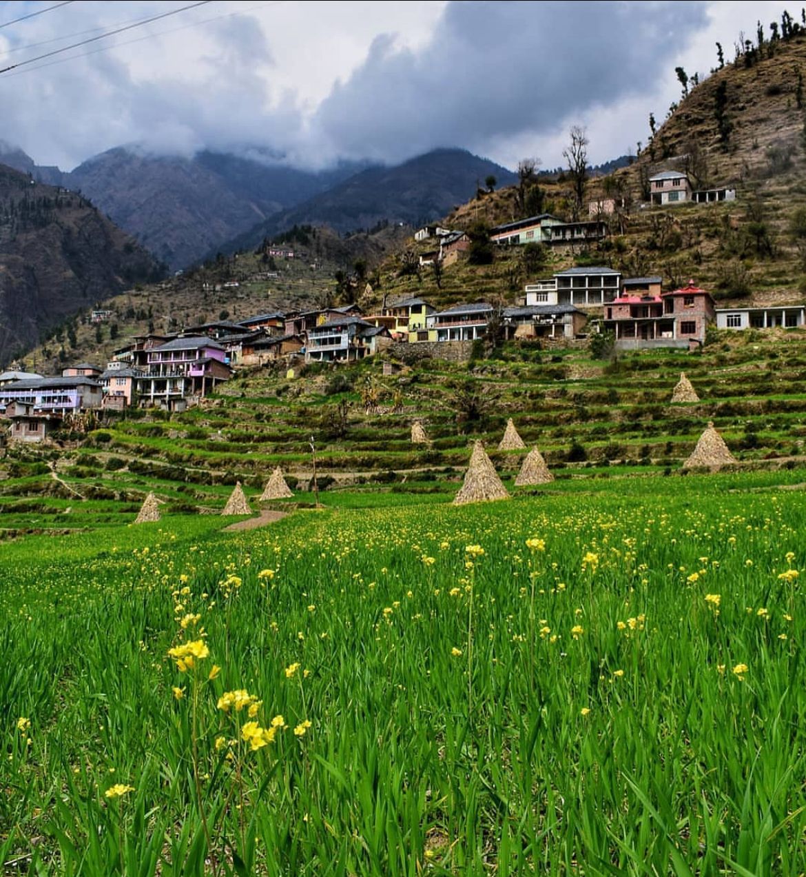 Terraced fields with mustard blooms and haystacks below a hillside hamlet in Saal Valley, Chamba