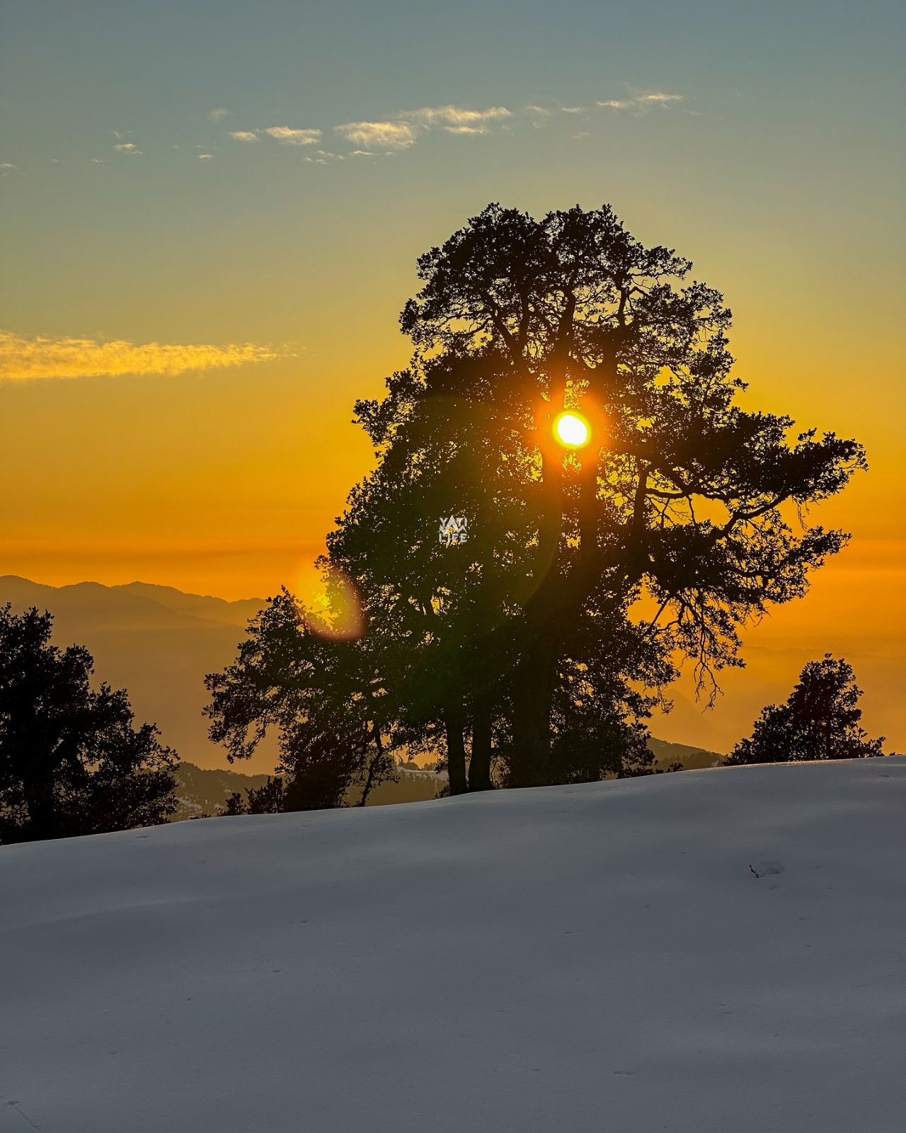 Sunburst through ancient oak above snowfields of Saal Valley, Chamba