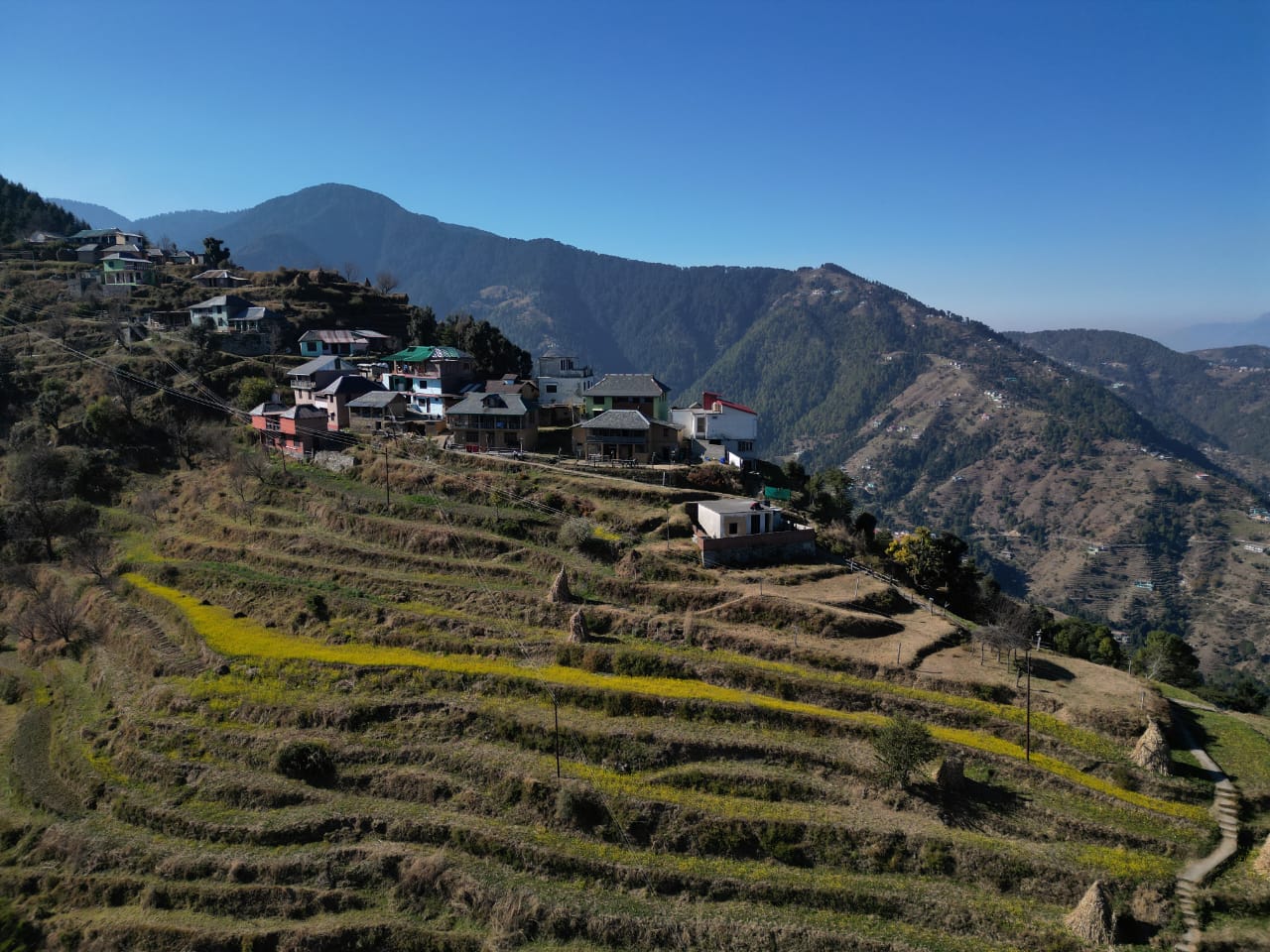 Mustard-yellow terraced fields cascading below a ridge-top Gaddi hamlet in the Khajjiar cluster, Chamba Himalayas