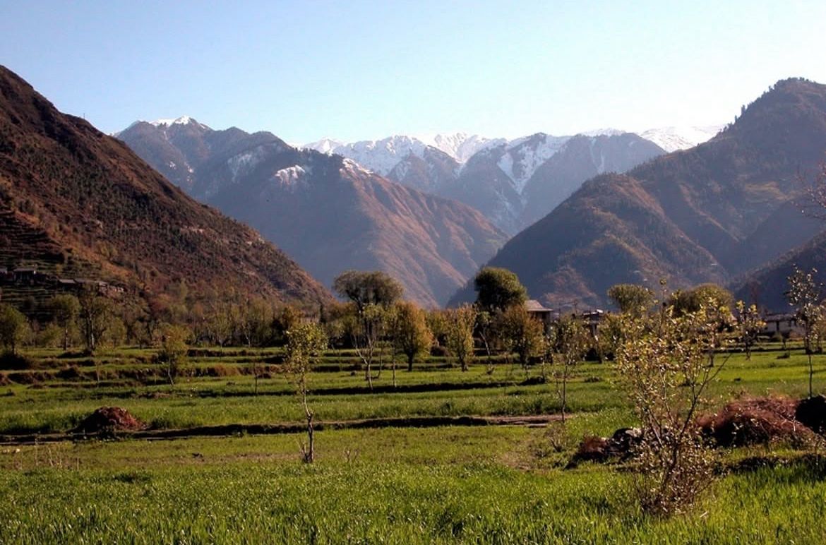 Spring wheat fields with apple orchards and snow Himalayas in the background, Saal Valley, Chamba